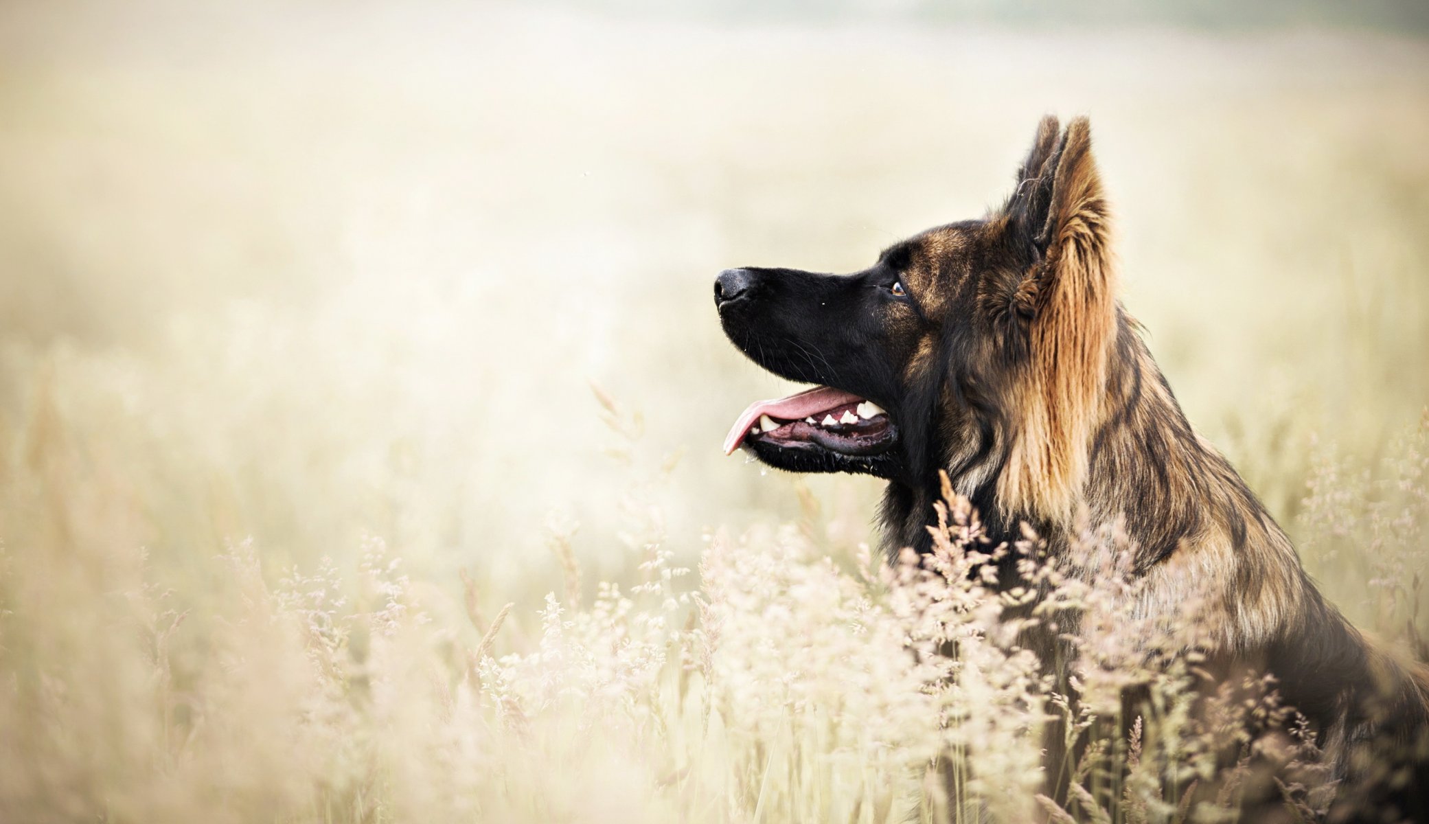 Взыскание ущерба при укусе собаки в Угличе