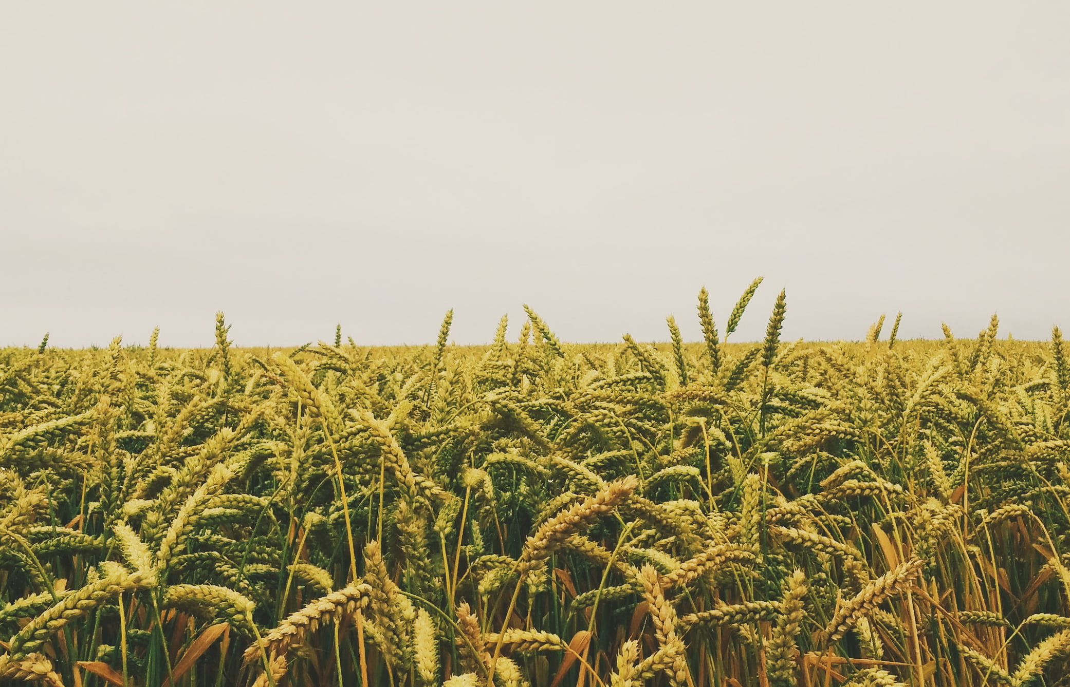 Юрист по земельным спорам в Угличе. Услуги земельного юриста.